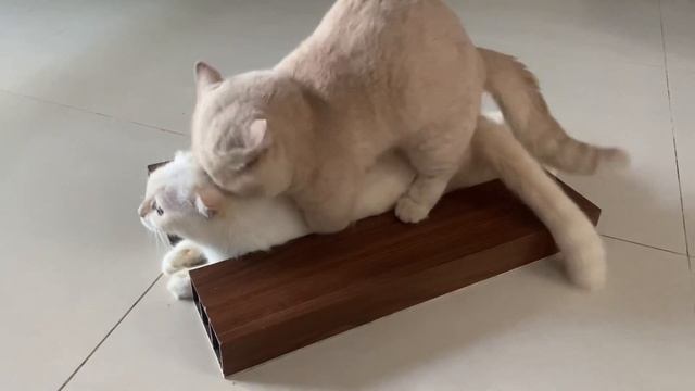 Cat in heat ? || Munchkin Mate || Cat breeding ? смотреть онлайн