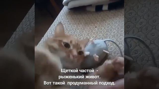 КОШКА И МАССАЖНАЯ ЩЁТКА. ПРИКОЛЬНЫЕ КОШКИ. ПРИКОЛЫ С КОШКАМИ. смотреть онлайн