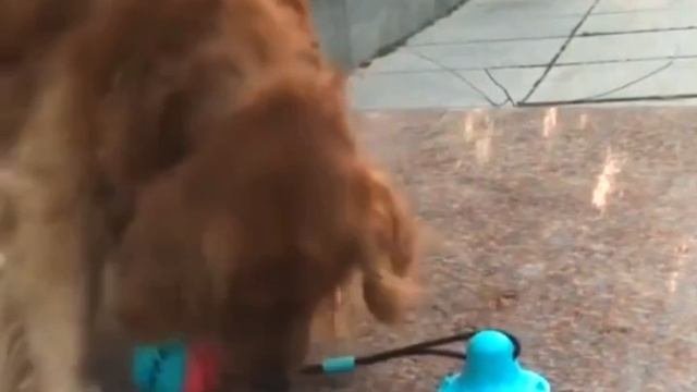 Игрушки для собак