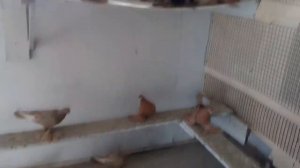 АРМАВИРСКИЕ КОРОТКОКЛЮВЫЕ ЖЕЛТЫЕ ГОЛУБИ / Pigeons / Taube