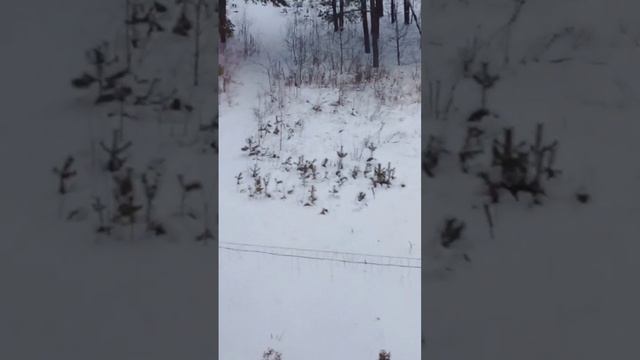 Новогодняя сказка смотреть онлайн