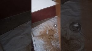 очищаем семена от шелухи