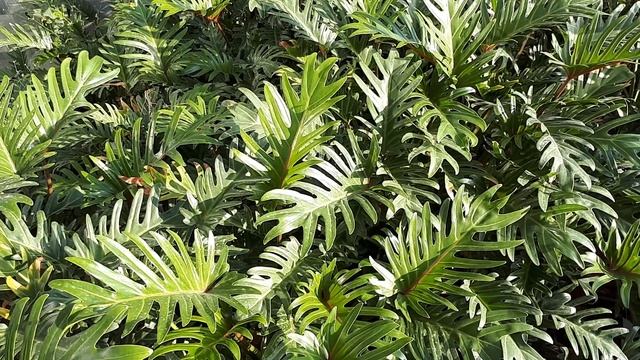 How to grow Philodendron xanadu смотреть онлайн