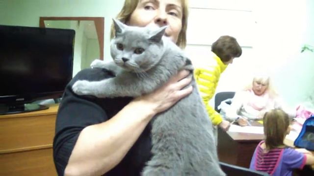 Первородное первоначальное разведение кошек