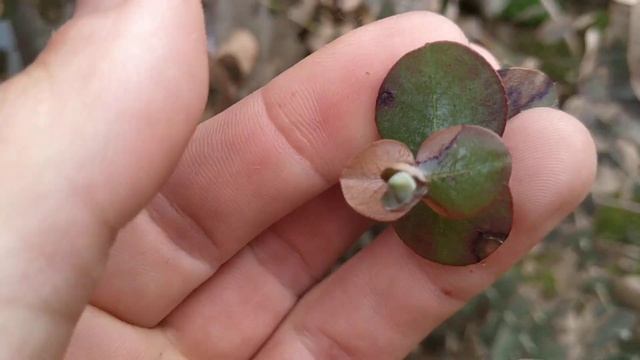 Эвкалипт припудренный (Eucalyptus pulverulenta) после зимы -14 с укрытием от ветра и солнца ??