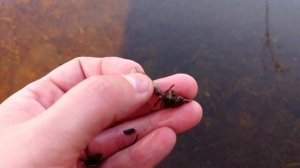 Как найти шитика . Где найти шитика весной. Ручейник.