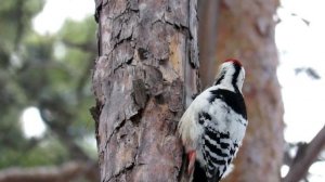 Дятел ищет личинок, White-backed Woodpecker