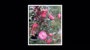 Свит Симфони