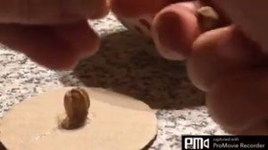 ЭКО декор из шелухи от фисташек?