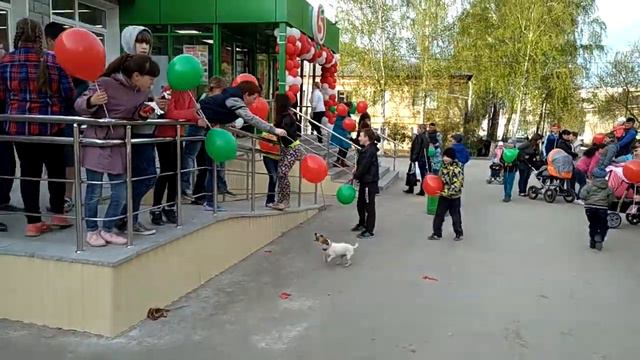 Джек рассел терьер и воздушный шарик смотреть онлайн