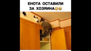 Енот устроил дома беспредел