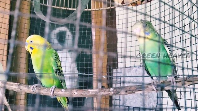 #how to grow hanging plants in basket#how to hanging plnts arrange # Hanging Plants In Malayalam