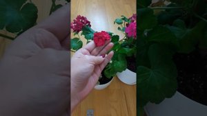 Bold Minstrel зональная пеларгония