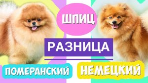 Шпиц Померанский и Немецкий РАЗНИЦА ЕСТЬ?