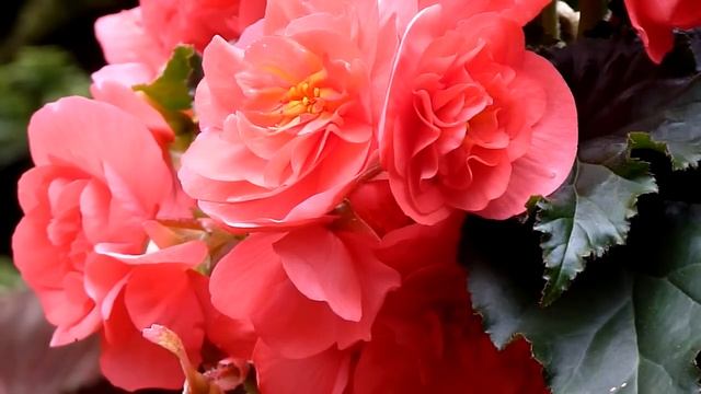 Panasonic lumix FZ38 Test Video смотреть онлайн