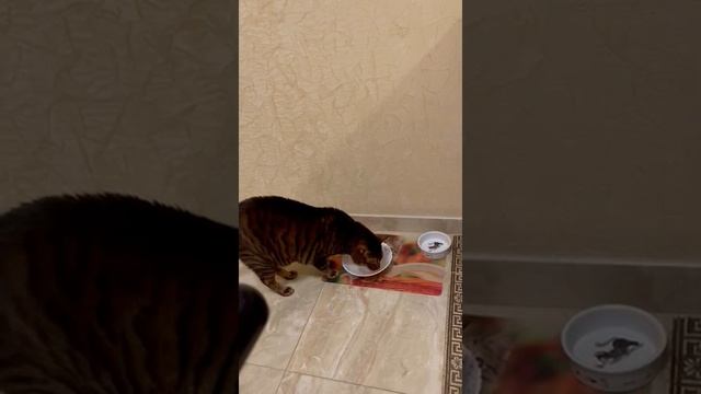 Toyger cat Apollo тойгер кот тигр Аполлон Royaltoygers cattery смотреть онлайн