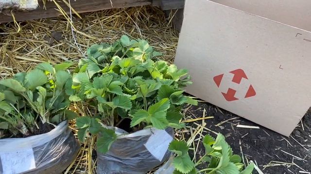 Почему Скидки❓//Достойные сорта?клубники Пегас, Вебенил//Купить саженцы клубники почтой по Украине смотреть онлайн