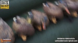 Утиные чучела "Avian-X Early-Season" комплект за 4 000 рублей