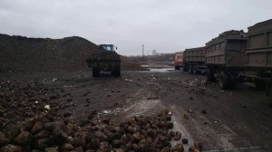 Погрузка сахарной свеклы фронтальным погрузчиком John Deere WL56