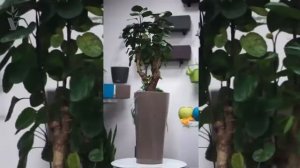 ARTPLANTS - Полисциас