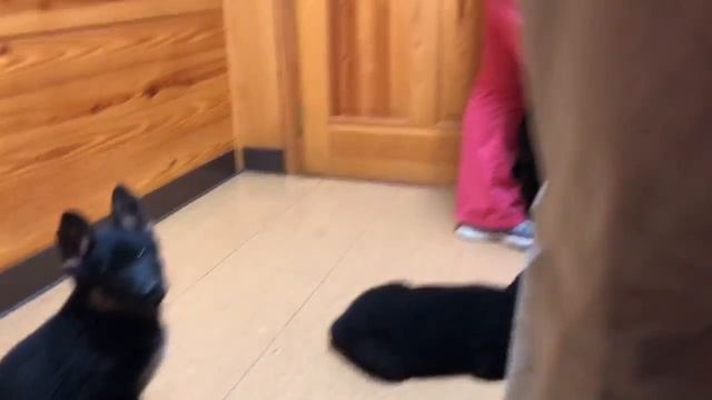 Ss puppies - vet visit  7 weeks