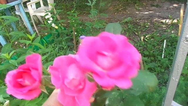 Июльское цветение роз Эксцельза,Рэд Интуишин,Памяти Высоцкого. смотреть онлайн