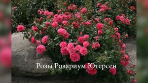 Плетистые розы - идеи оформления садового участка