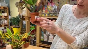 Кодиеум | Яркие растения круглый год