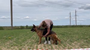 Ринговая подготовка к монопородной выставке немецких овчарок / Обучение собак и владельцев Dog Show