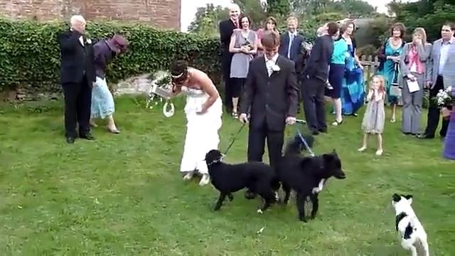 Собака на свадьбе смотреть онлайн