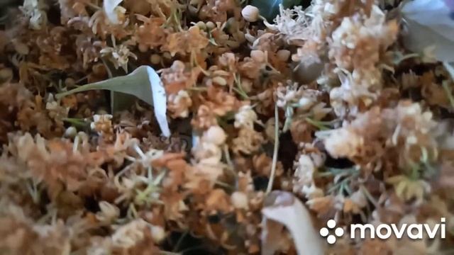 Липовый цвет.   В своем саду собрала, высушила и сложила сырье. смотреть онлайн