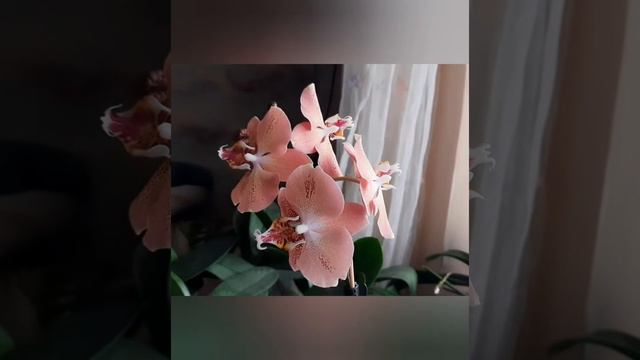 Phal.Leco Fantastic.Леко Фантастик. смотреть онлайн