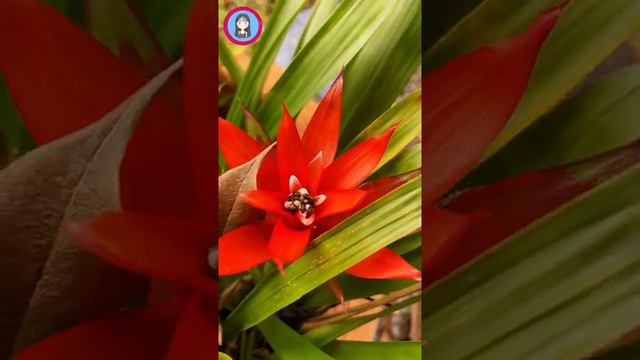 Guzmania lingulata ต้นสับปะรดสี กัสมาเนีย