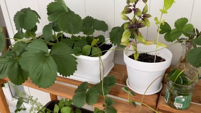 РУМТУР БАЛКОНА ?? ИЗ СКЛАДА В САД: РЕМОНТ СВОИМИ РУКАМИ, ДО И ПОСЛЕ смотреть онлайн