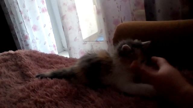 Маленькая, красивая кошечка.