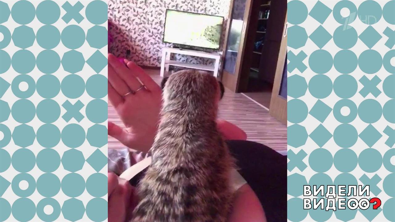 Сурикат смотрит телевизор. Видели видео? Фрагмент выпуска от 20.10.2019