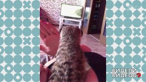 Сурикат смотрит телевизор. Видели видео? Фрагмент выпуска от 20.10.2019