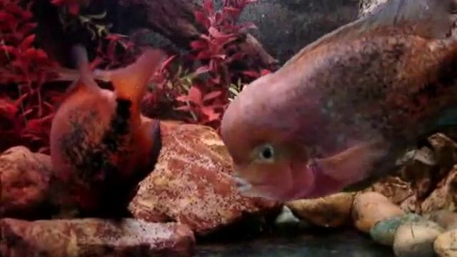 Радужная цихлазома - Cichlasoma synspilum смотреть онлайн