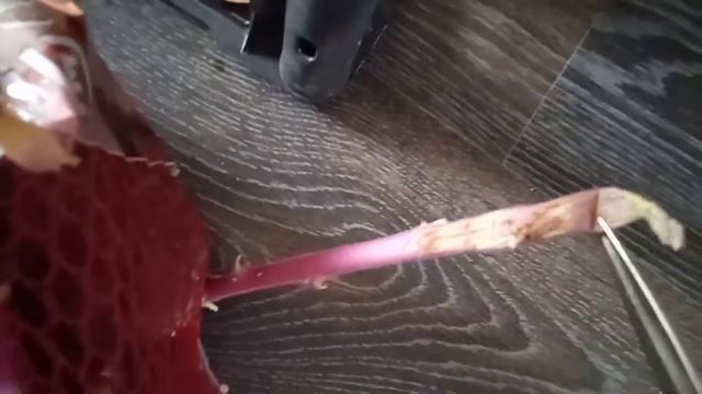 КАРТОФЕЛЯ будет много только при таком проращивании. смотреть онлайн