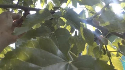 Шелковица "Шелли"