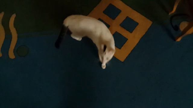 MIMI from VAN. VANA CAT ванская кошка վանա կատու