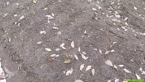 Ревизия дачного участка после зимы