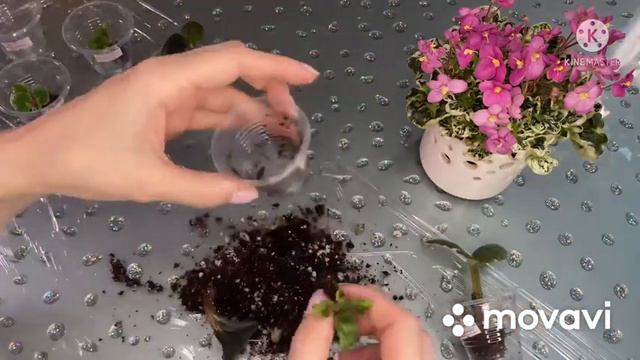 Пересаживаем и болтаем. Важен ли внешний вид детки фиалки. смотреть онлайн