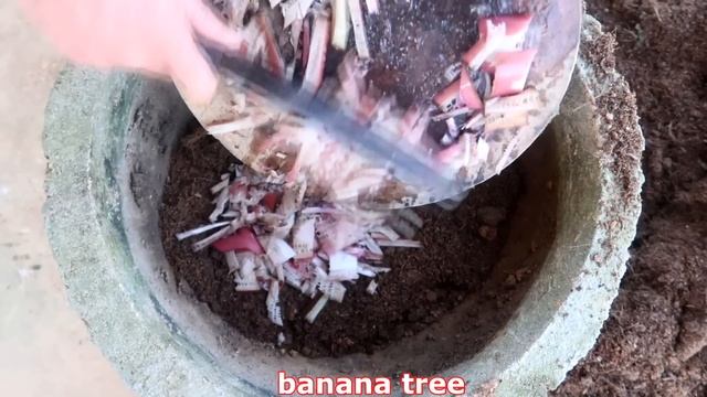 How to grow banana tree from Banana Flower for beginners (part 2) смотреть онлайн