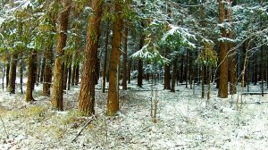 Живописный зимний пейзаж. Звуки живой природы. Зима. Природа. Видео для отдыха.