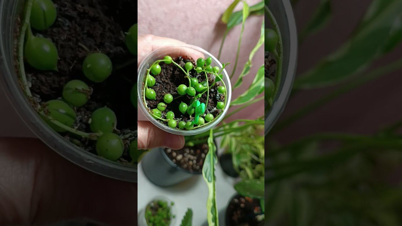 #хои́я  Новости и мои фантазии #спатифиллум  #цветыастрахань