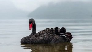 Чёрный лебедь Нассим Талеб Глава X