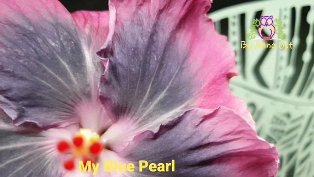 #Hibiscus #MyBluePearl смотреть онлайн