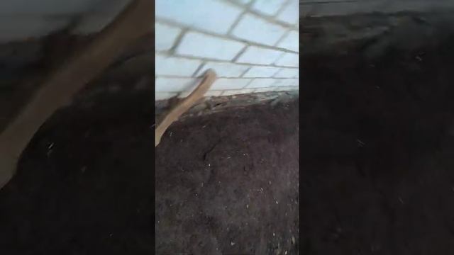 Отмостка. Нет ничего проще. Не усложняй себе жизнь. смотреть онлайн