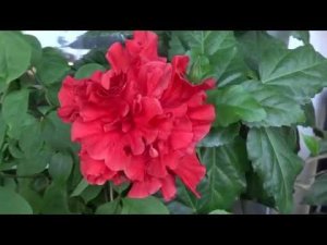 Цветы в моем доме. Комнатные растения. Цветут цветочки на балконе (июнь2018)